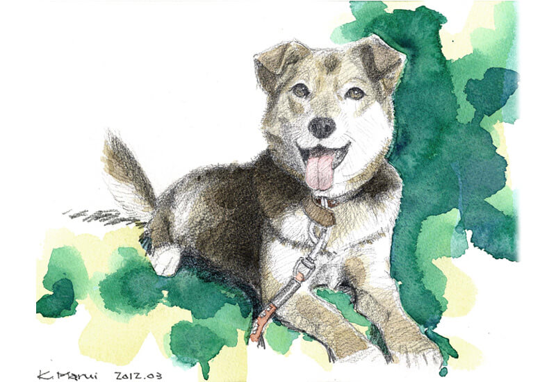 MIL05 ミックス犬 手描きイラスト 鉛筆 水彩
